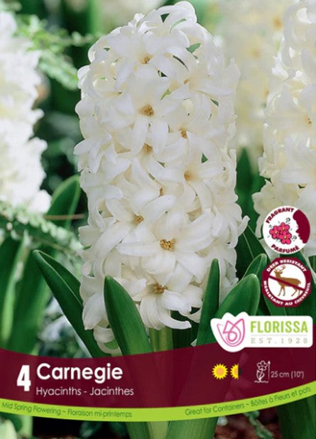 Bulbe de "Jacinthe Carnegie"