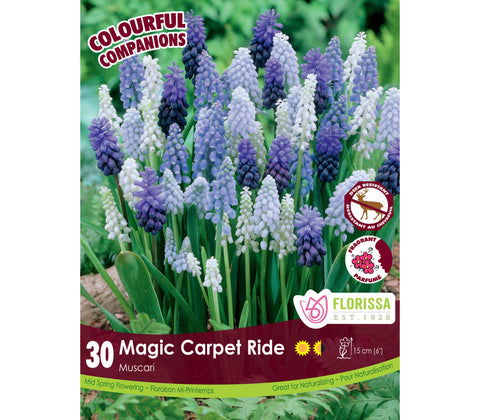 Bulbe "Muscari Magic Carpet Ride"
