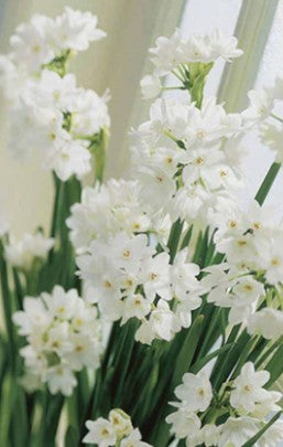 Narcisse "Paperwhite"