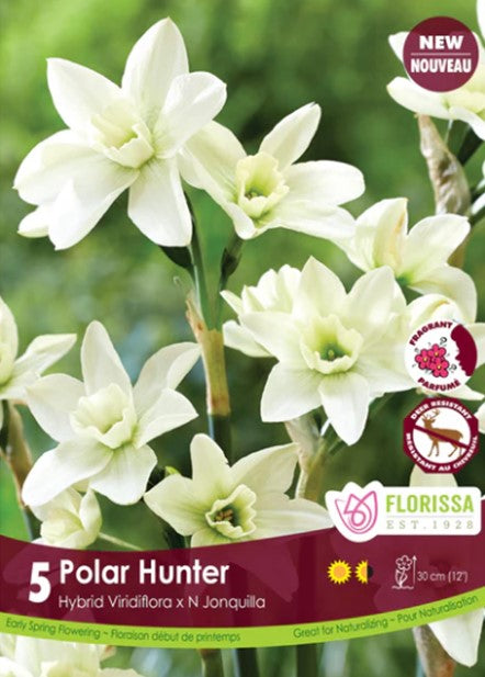 Bulbe de "Narcisse Polar Hunter"