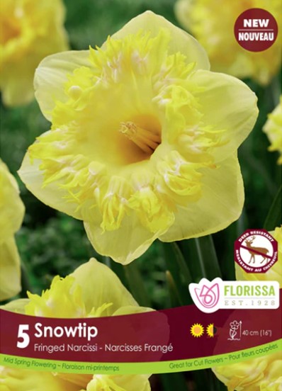 Bulbe de "Narcisse Snowtip"