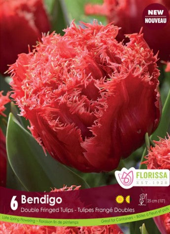 Bulbe de "Tulipe Bendigo"
