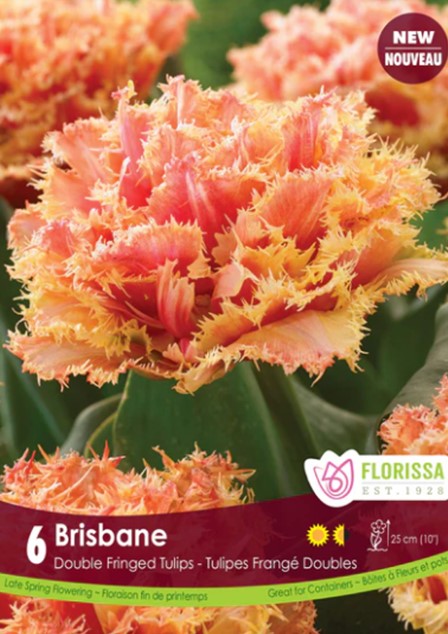 Bulbe de "Tulipe Brisbane"