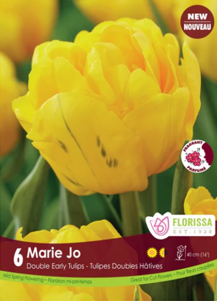 Bulbe de "Tulipe Marie-Jo"