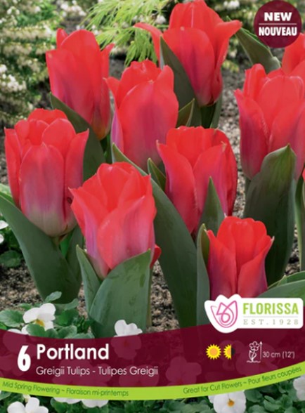 Bulbe de "Tulipe Portland"