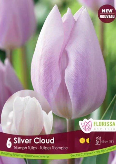 Bulbe de "Tulipe Silver Cloud"