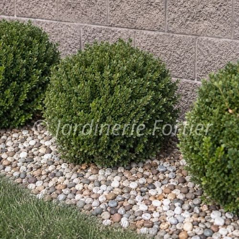 Buxus "Green Gem"