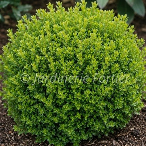 Buxus "Green velvet"