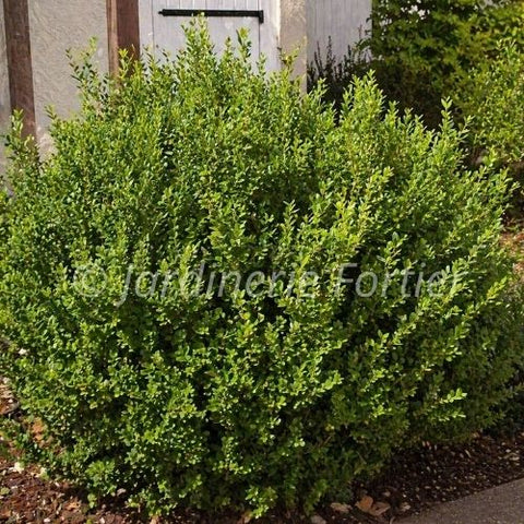 Buxus "Green Mountain"