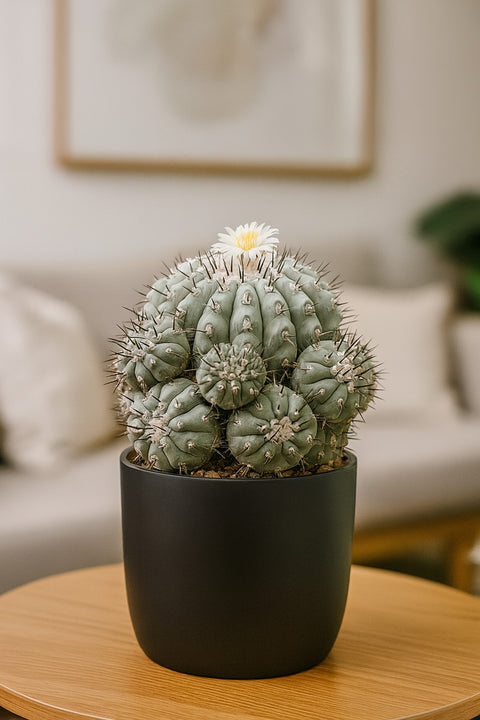 Plante d'intérieur "Cactus Copiapoa"