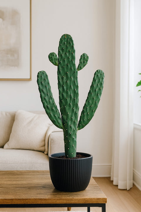 Plante d'intérieur "Cactus Cowboy"