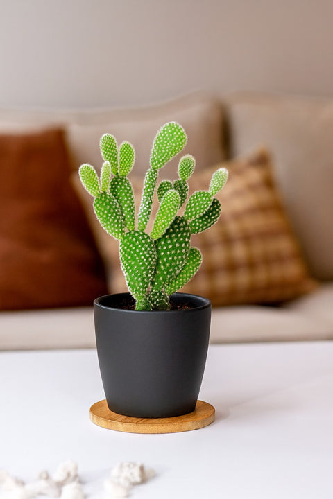 Plante d'intérieur "Cactus Mickey Mouse"