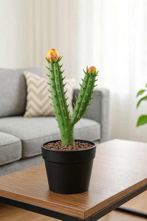 Plante d'intérieur "Cactus Subulata"