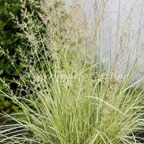 Calamagrostis acutiflora "Avalanche"