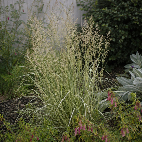Calamagrostis acutiflora "Avalanche"
