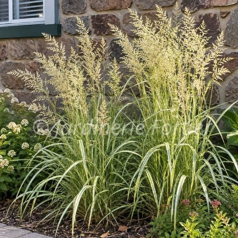 Calamagrostis acutiflora "Eldorado"