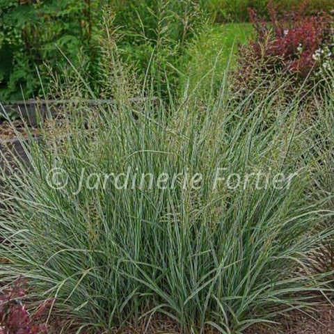 Calamagrostis acutiflora "Overdam"