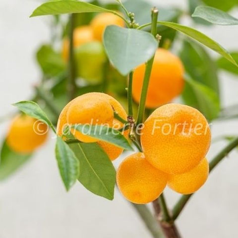 Fruitier Calamondin - Agrume