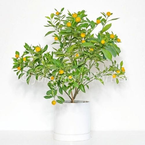 Fruitier Calamondin - Agrume
