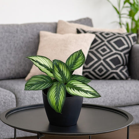 Plante d'intérieur "Calathea Beauty Star"