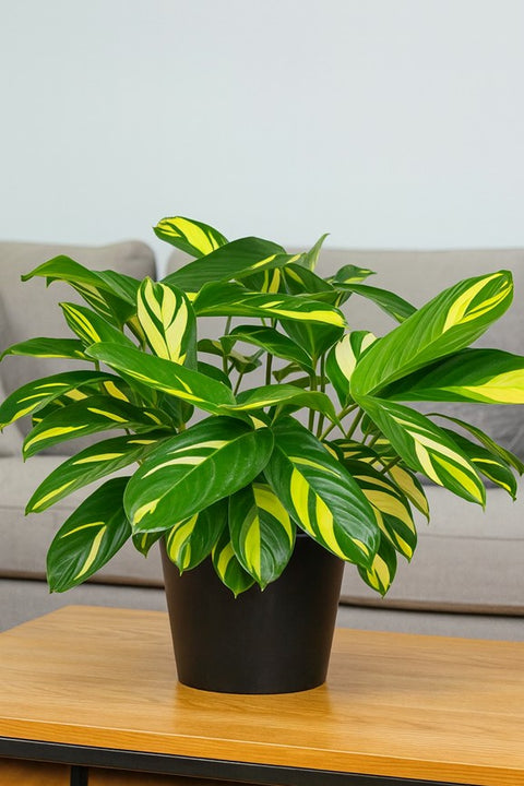 Plante d'intérieur "Calathea Lubbersii"