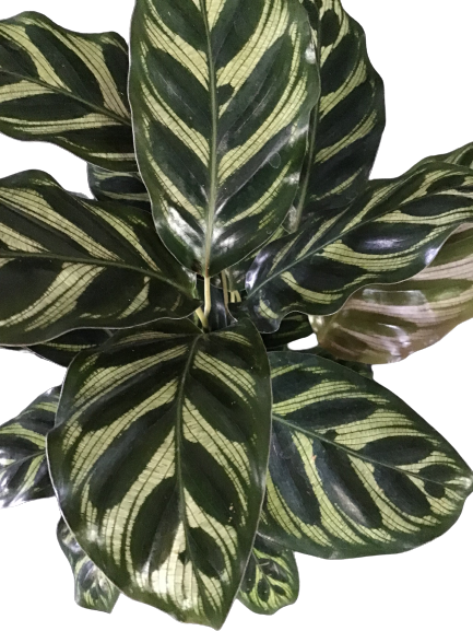 Plante d'intérieur "Calathea Mako"