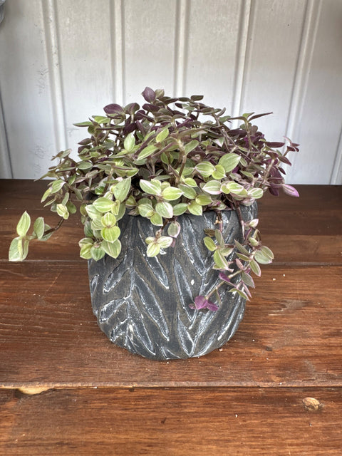 Plante d'intérieur "Callisia"