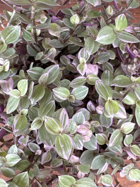Plante d'intérieur "Callisia"