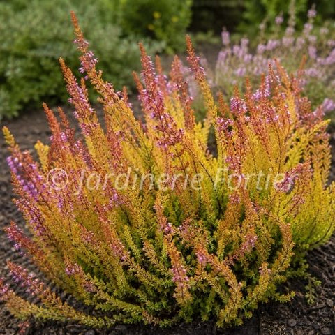 Calluna vulgaris "Firefly"