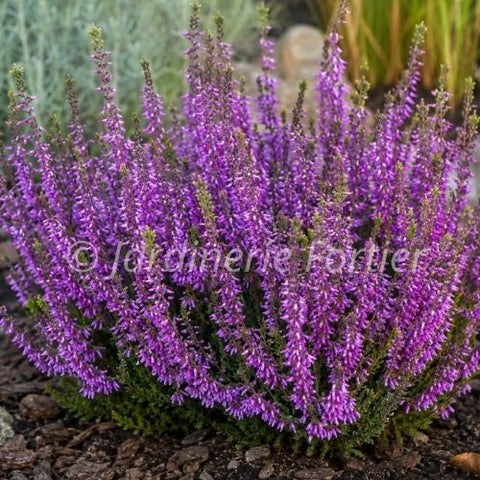 Calluna vulgaris "Lynn"