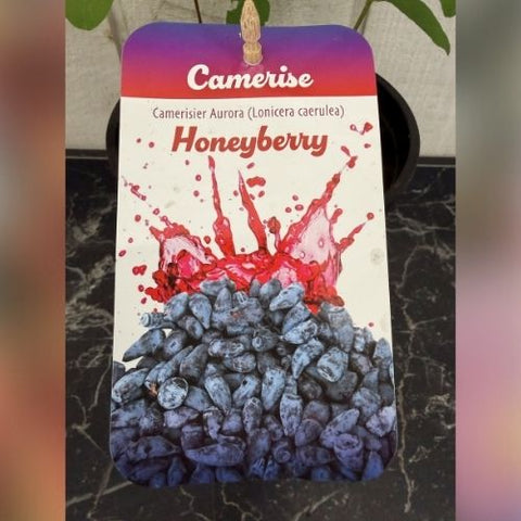 Plant de Camerise "Aurora"