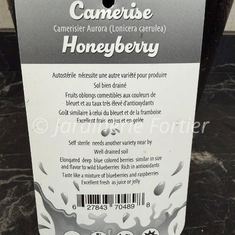Plant de Camerise "Aurora"