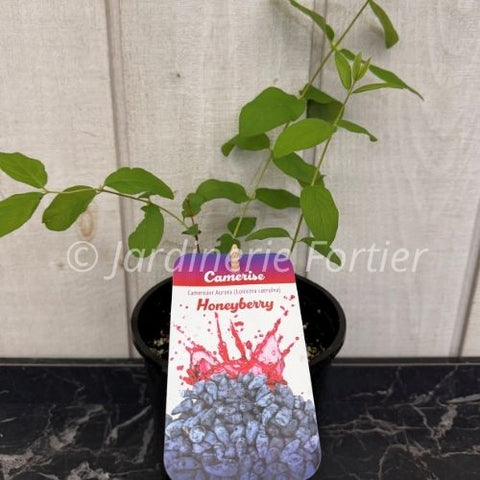 Plant de Camerise "Aurora"