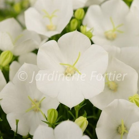 Campanule carpatica "Rapido White"