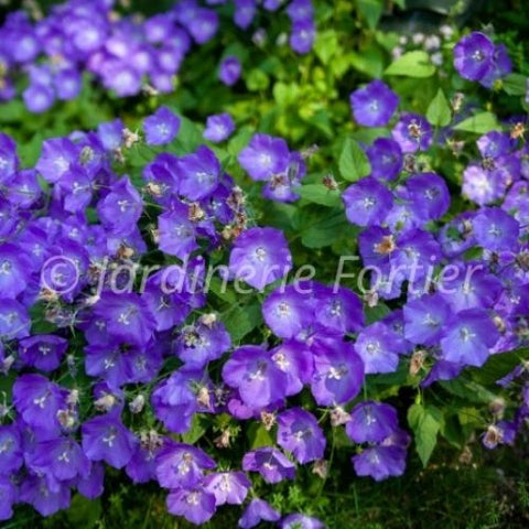 Campanule carpatica "Rapido Blue"