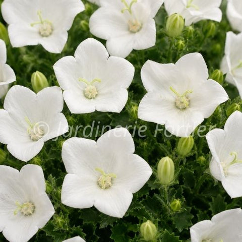 Campanule carpatica "White Clips"