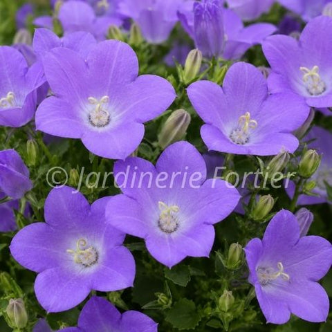 Campanule carpatica "Blue Clips"