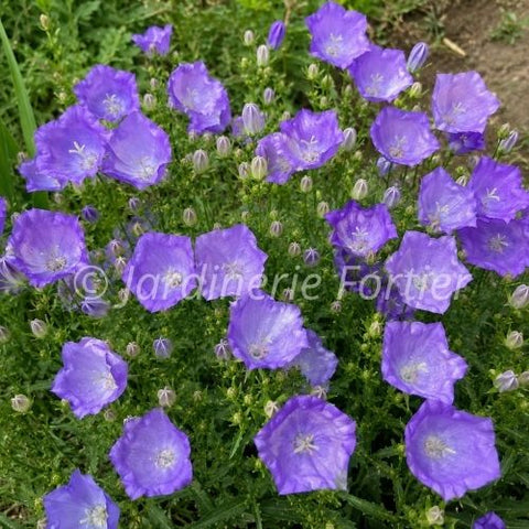Campanule carpatica "Pearl Deep Blue"