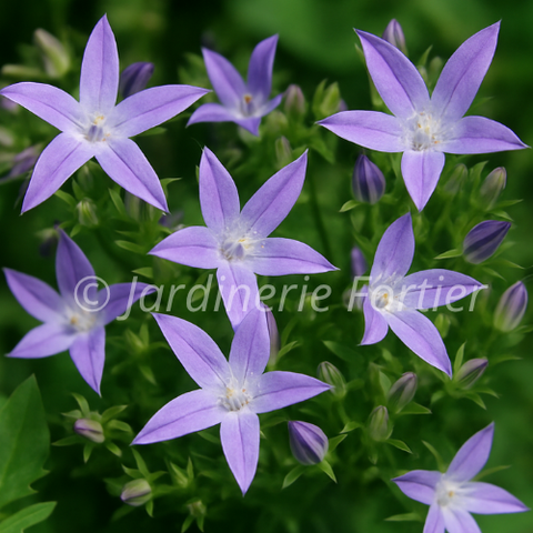 Campanule Blue Waterfall
