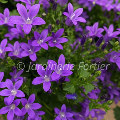 Campanule "Muralis"