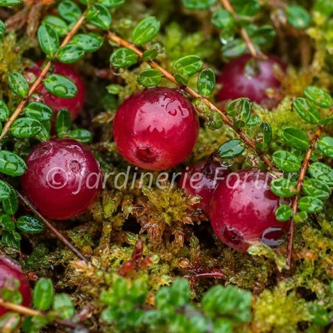 Canneberge Macrocarpon "Oxycoccos"
