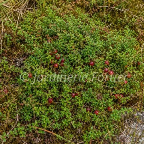 Canneberge Macrocarpon "Oxycoccos"