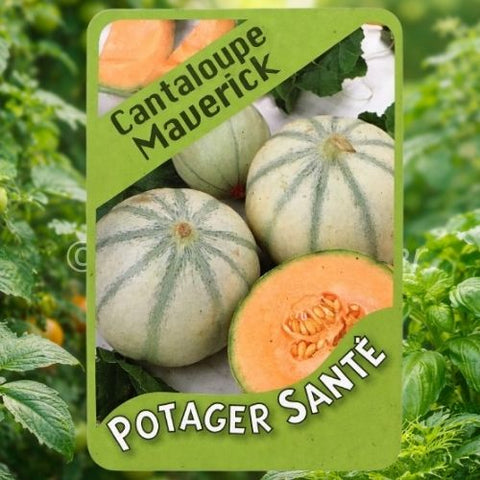 Cantaloup Maverick / Potager Santé