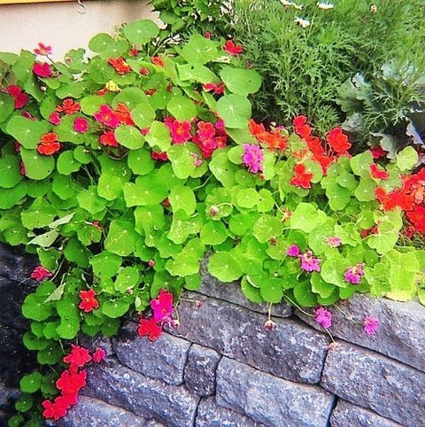 Semences de capucines