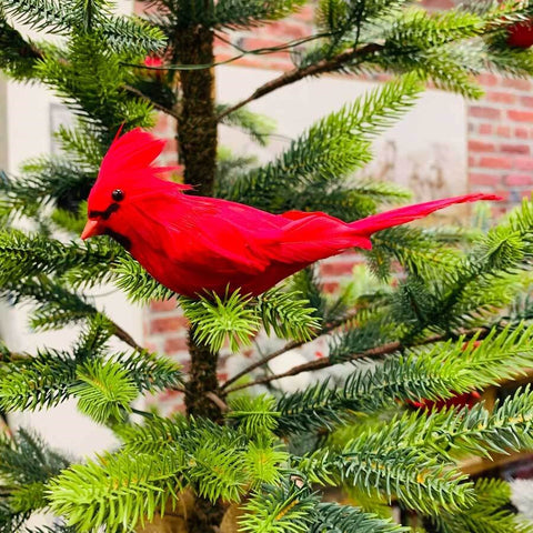 Cardinal sur pince