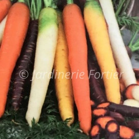 Carotte mélange Arlequin / Potager Santé