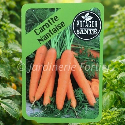 Carotte nantaise / Potager Santé