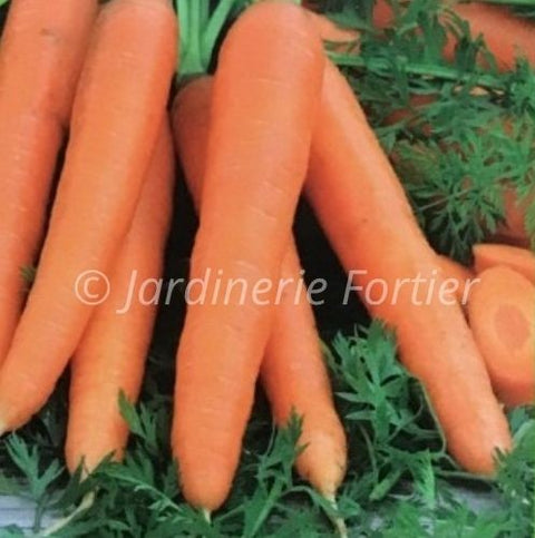 Carotte nantaise / Potager Santé