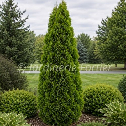 Cèdre "Emerald"
