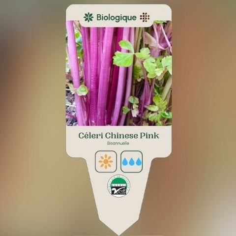 Plant de "Céleri Chinese Pink" – Écoumène